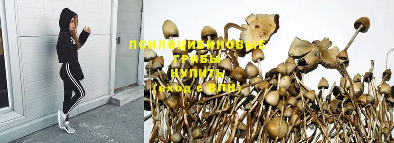 Псилоцибиновые грибы Psilocybine cubensis  ОМГ ОМГ ссылки  Каменка 